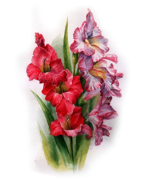 Гладиолусы акварелью Андрияка