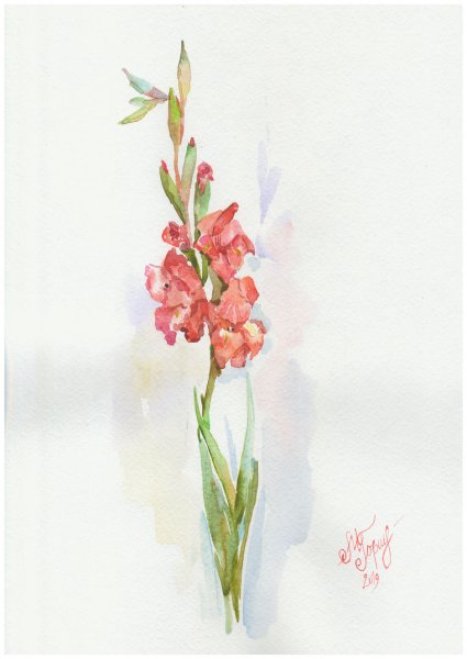 Гладиолус акварель Андрияки