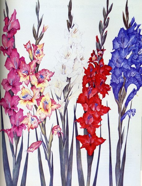 Гладиолус цветок акварелью