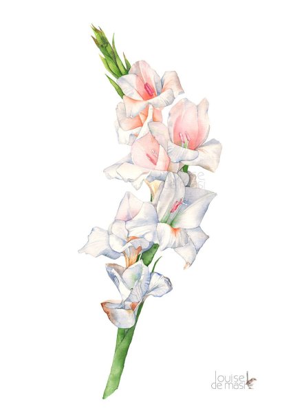 Ольга Базанова Гладиолус