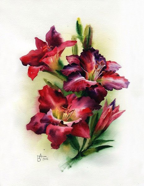 Гладиолус цветок акварелью