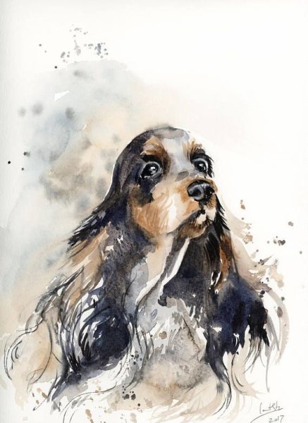 Кокер спаниель акварелью