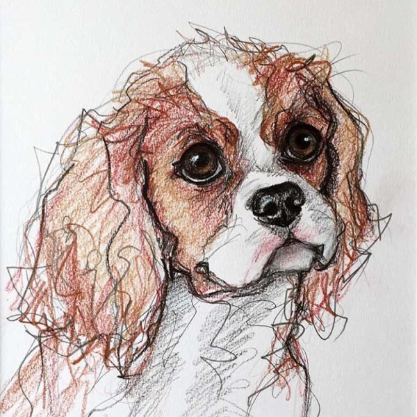 Кавалер Кинг Чарльз спаниель акварелью