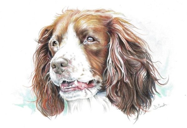 Спаниель в мультяшном стиле