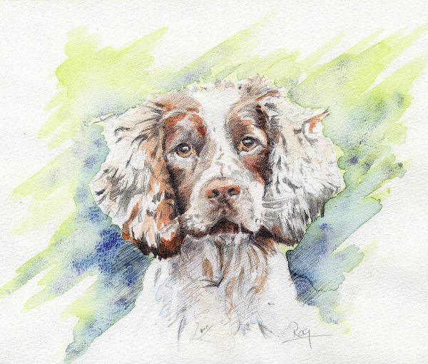 Спаниель акварельбелошерстый