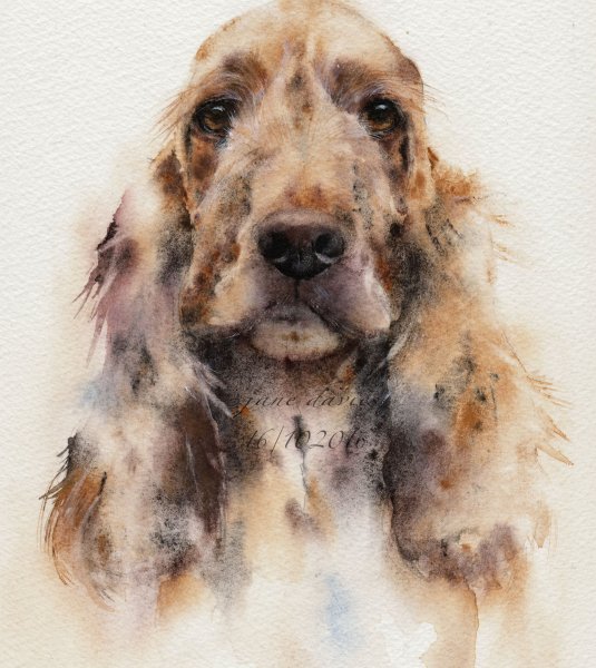 Кокер спаниель акварелью