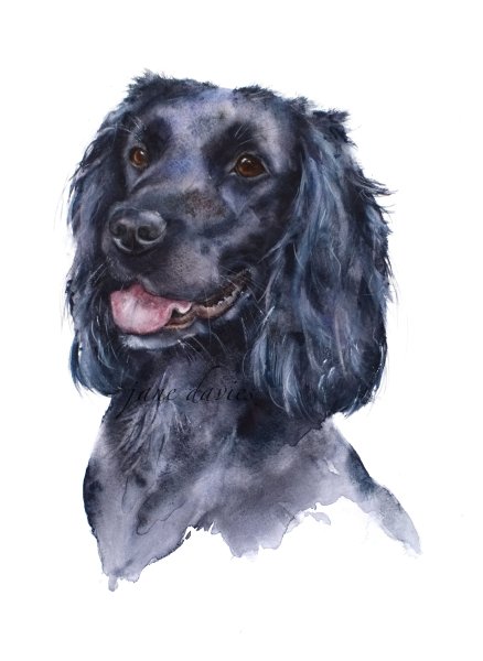 Кокер спаниель акварелью