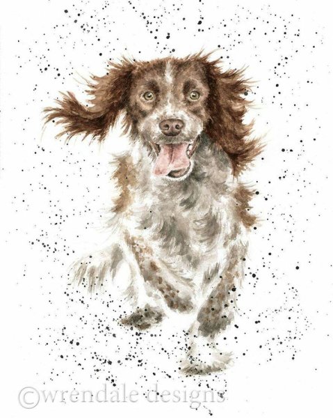 Спаниель рисунок акварелью
