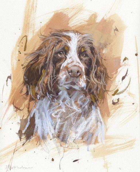 Спаниель акварелью