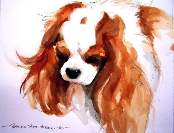 Акварель Кинг Чарльз спаниель