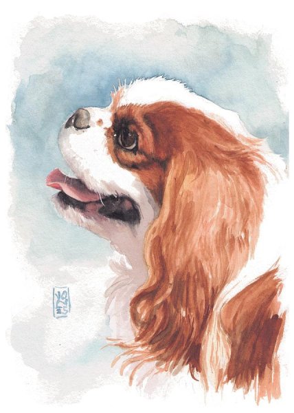 Кавалер Кинг Чарльз спаниель акварелью