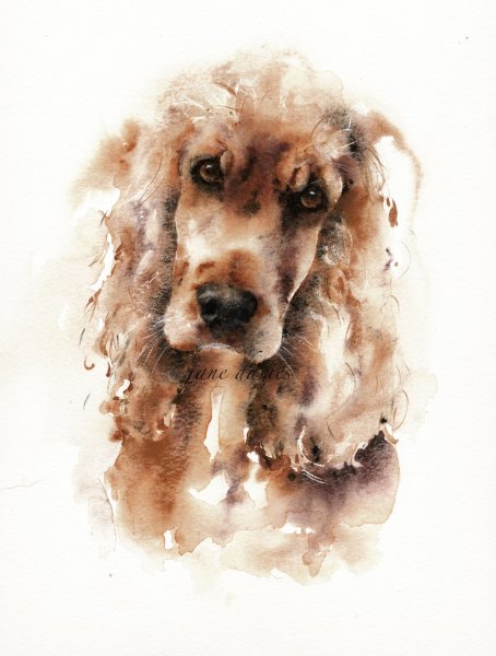 Портрет спрингер спаниеля