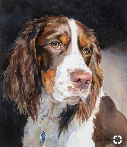 Кокер спаниель акварелью