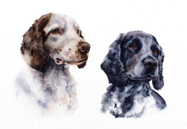 Американский кокер спаниель акварель