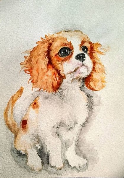 Русский спаниель рисунок