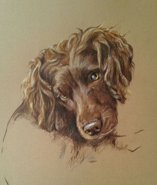 Акварель Чарльз спаниель