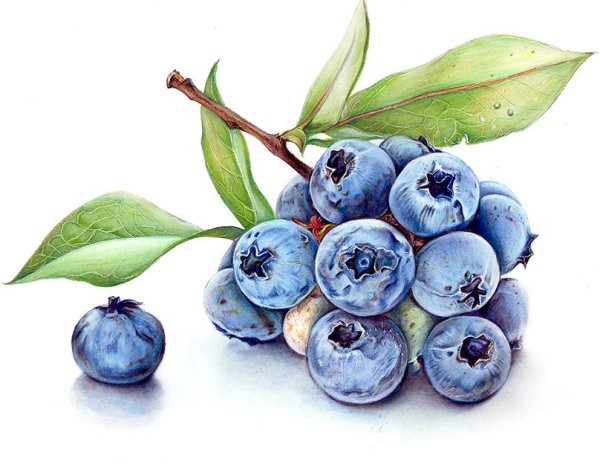 Голубика референс