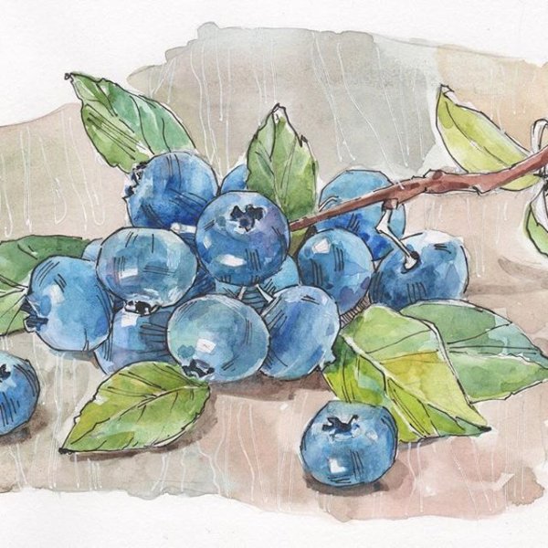 Голубика ягоды акварель