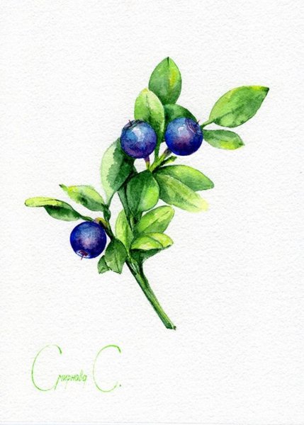 Голубика Ботаническая иллюстрация