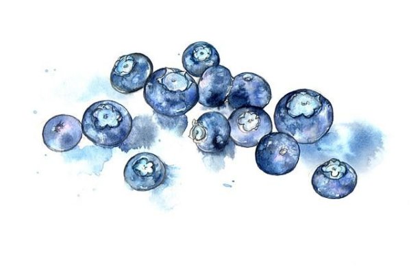 Голубика акварелью