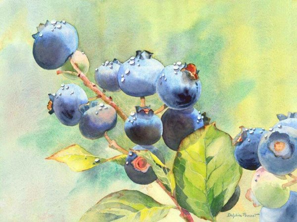 Черника акварель