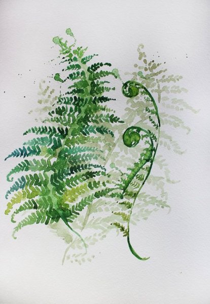 Папоротник акварель