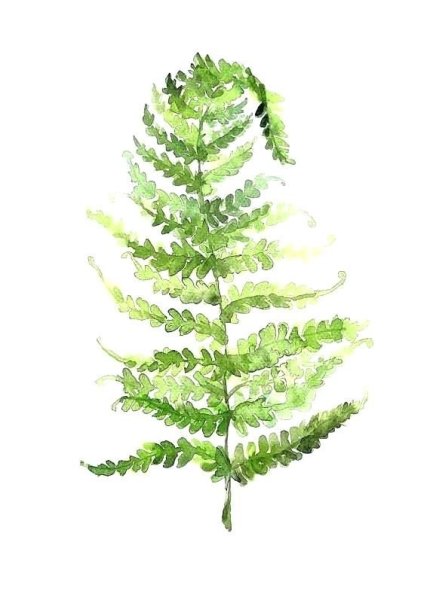 Скетч листочка акварелью