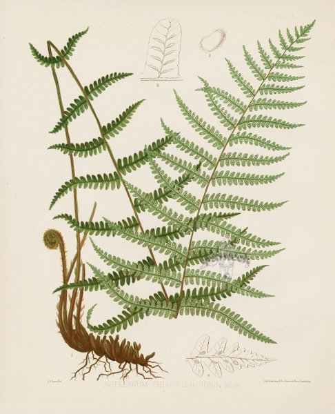 Монстера папоротник акварель