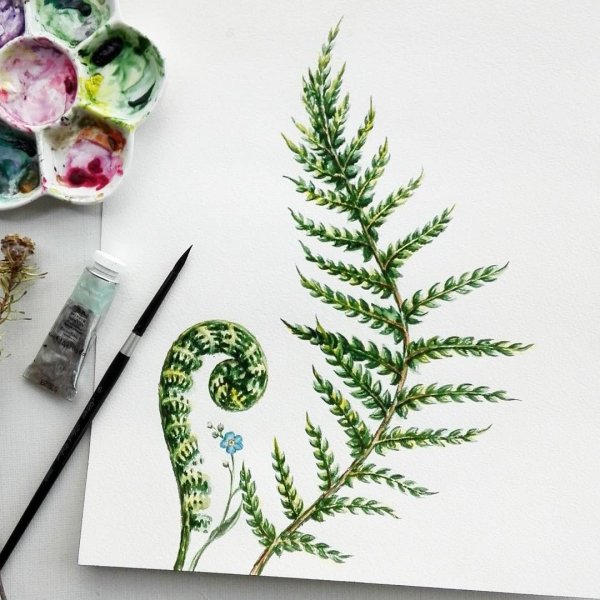 Рисование папоротник акварелью