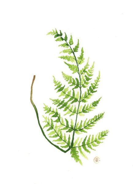 Монстера папоротник растения