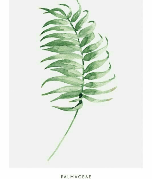 Папоротник акварель