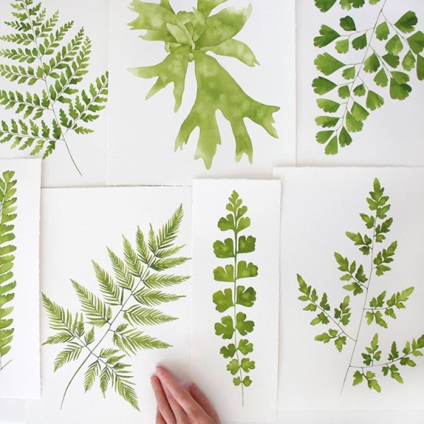 Эвкалиптовый папоротник