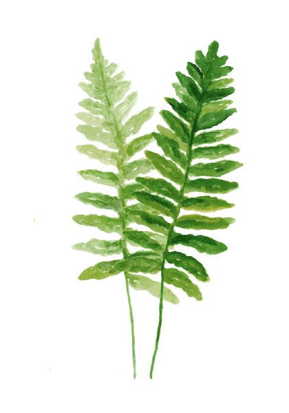 Зеленые листья акварель