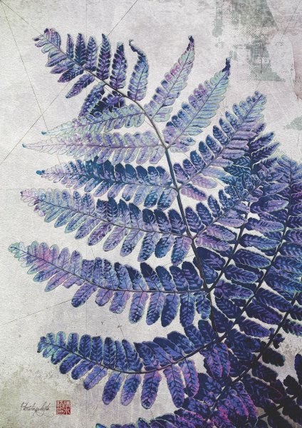 Папоротник на белом фоне