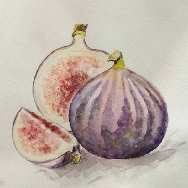 Инжир акварелью