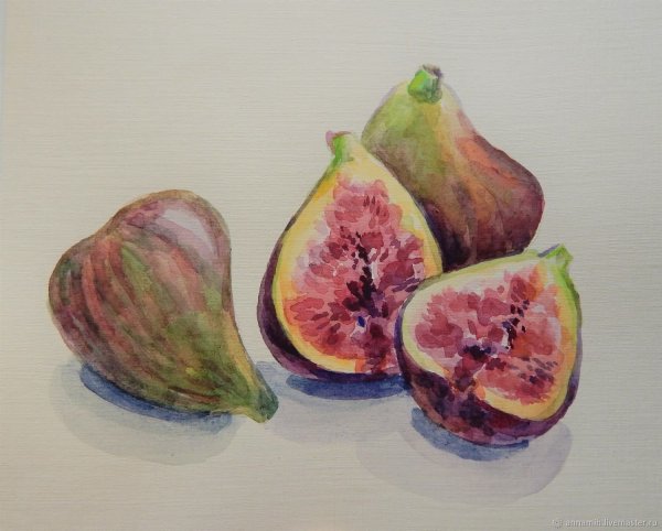 Инжир акварелью