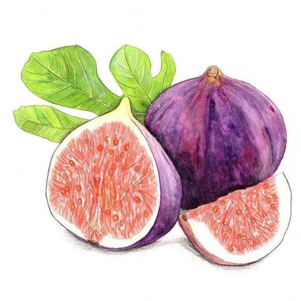 Инжир акварелью