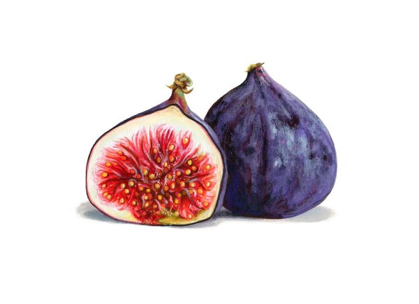 Ботаническая живопись инжир