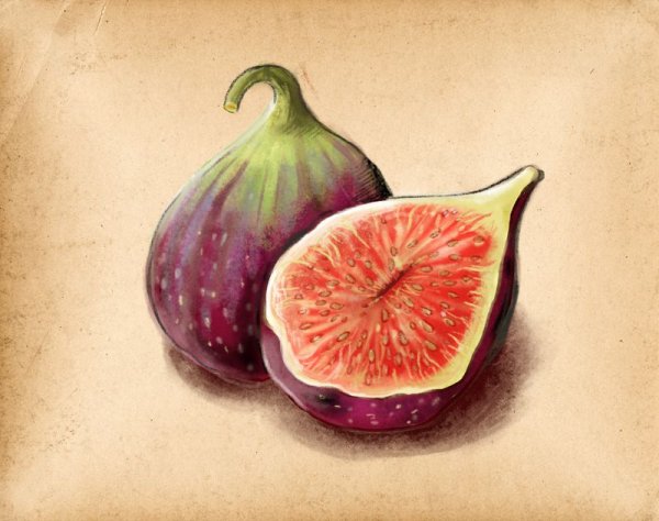 Инжир скетчинг