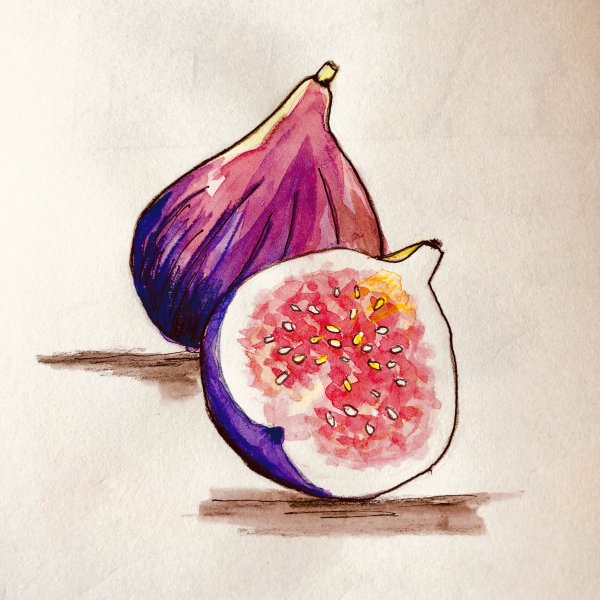 Инжир скетч акварелью