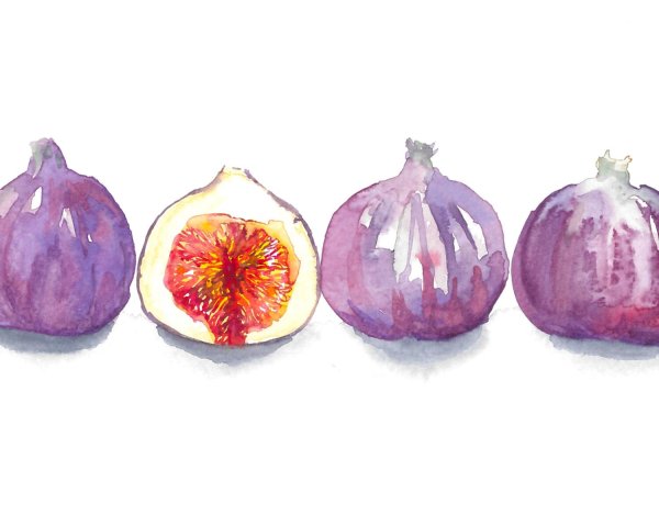 Инжир иллюстрация