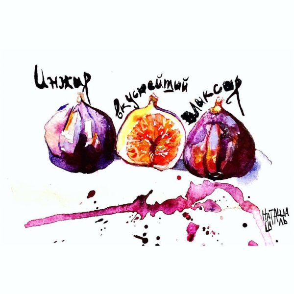 Инжир акварелью