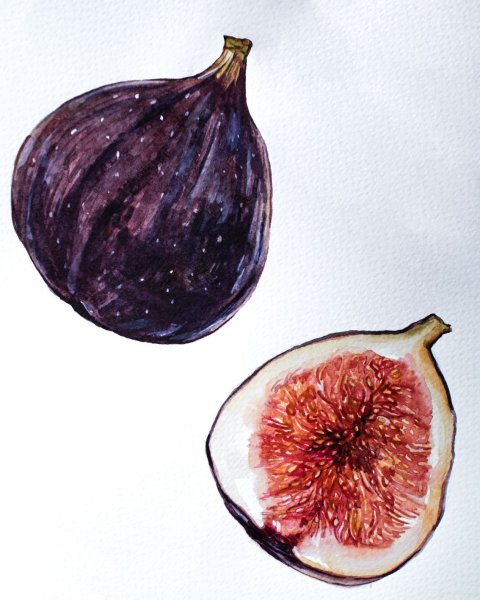 Инжир иллюстрация