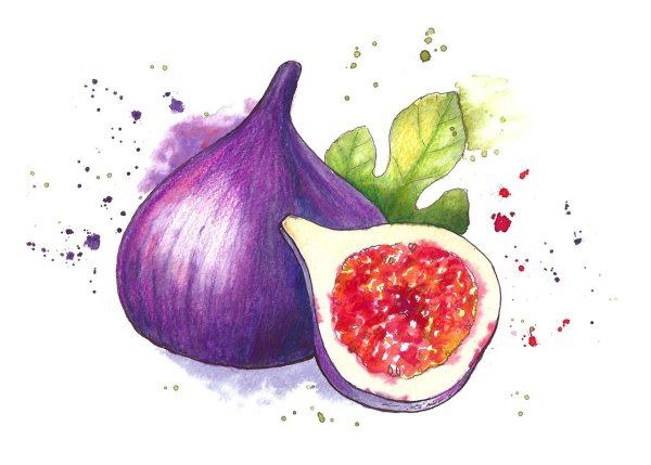 Инжир на белом фоне акварель