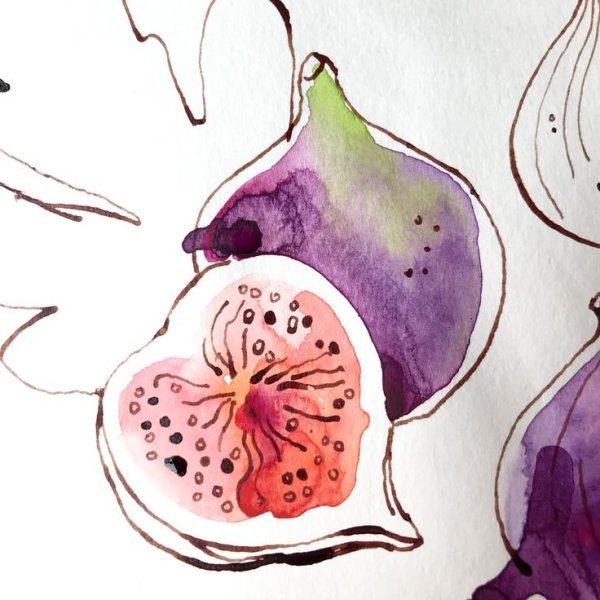 Инжир вектор акварель