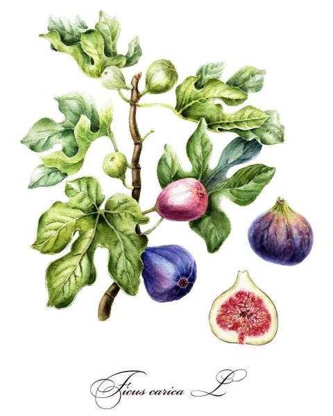 Инжир акварелью