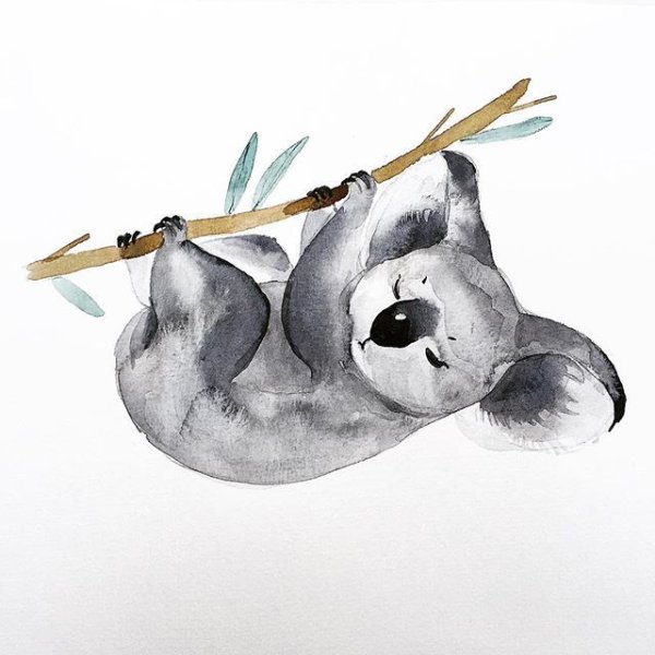 Коала акварелью для начинающих