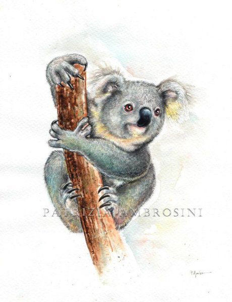 Коала иллюстрация акварель