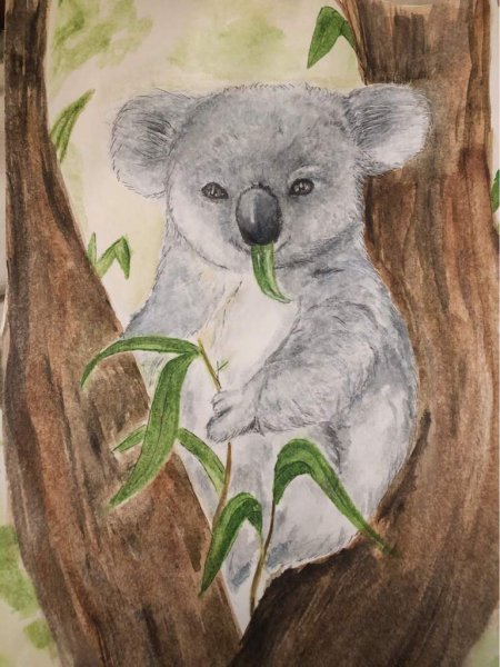 Коала карандашом