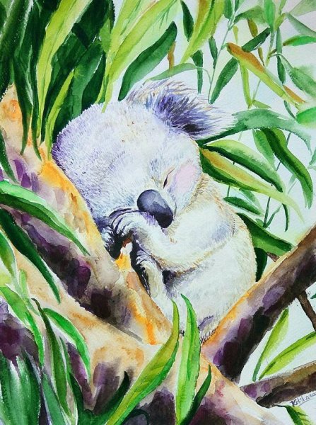 Коала пастель